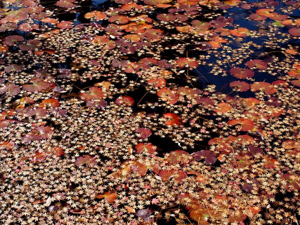 Осенние листья на воде в Японии - Sputnik International