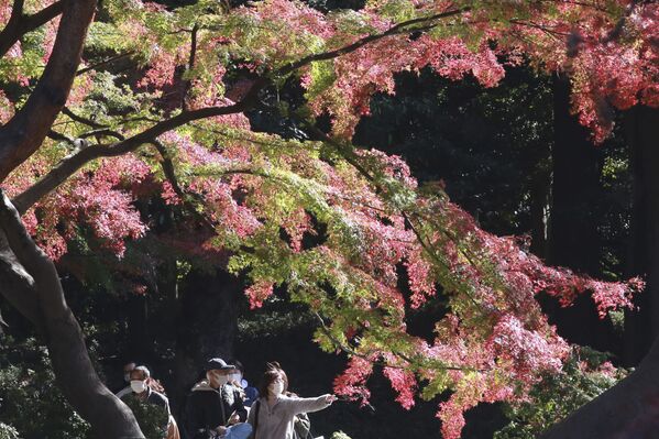 Люди в защитных масках на фоне осенних деревьев в Токио, Япония - Sputnik International