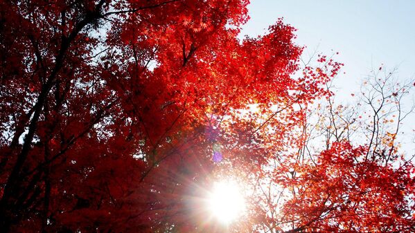 Осенний японский клен на фоне солнца - Sputnik International
