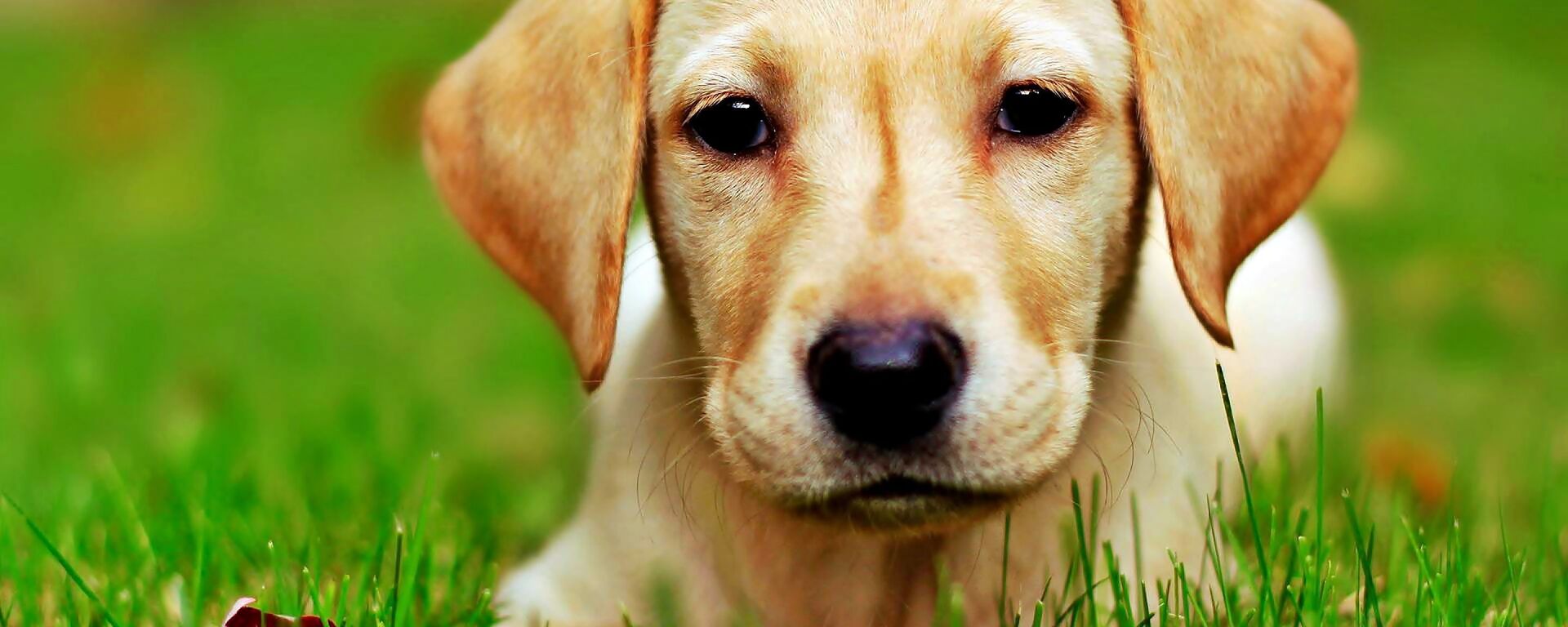 Labrador puppy - Sputnik International, 1920, 24.08.2022