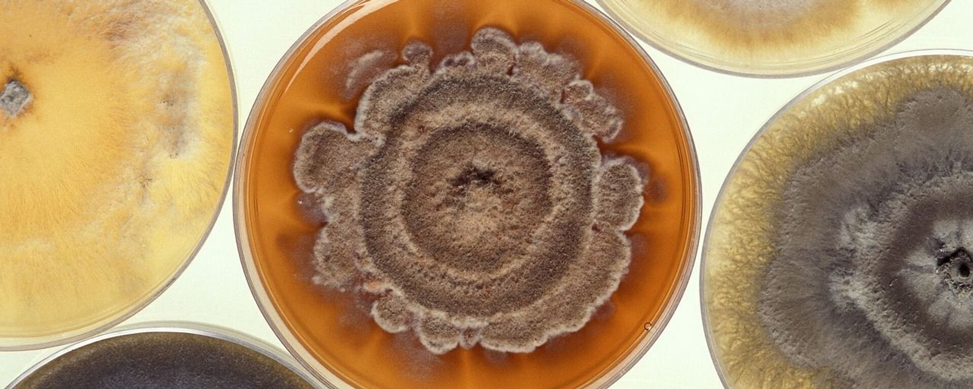 Mold Growing Petri Dishes - Sputnik International, 1920, 27.03.2021