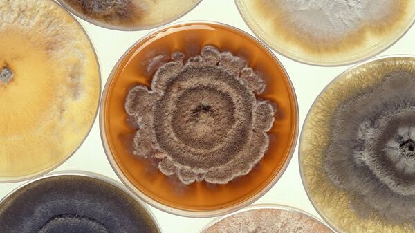 Mold Growing Petri Dishes - Sputnik International