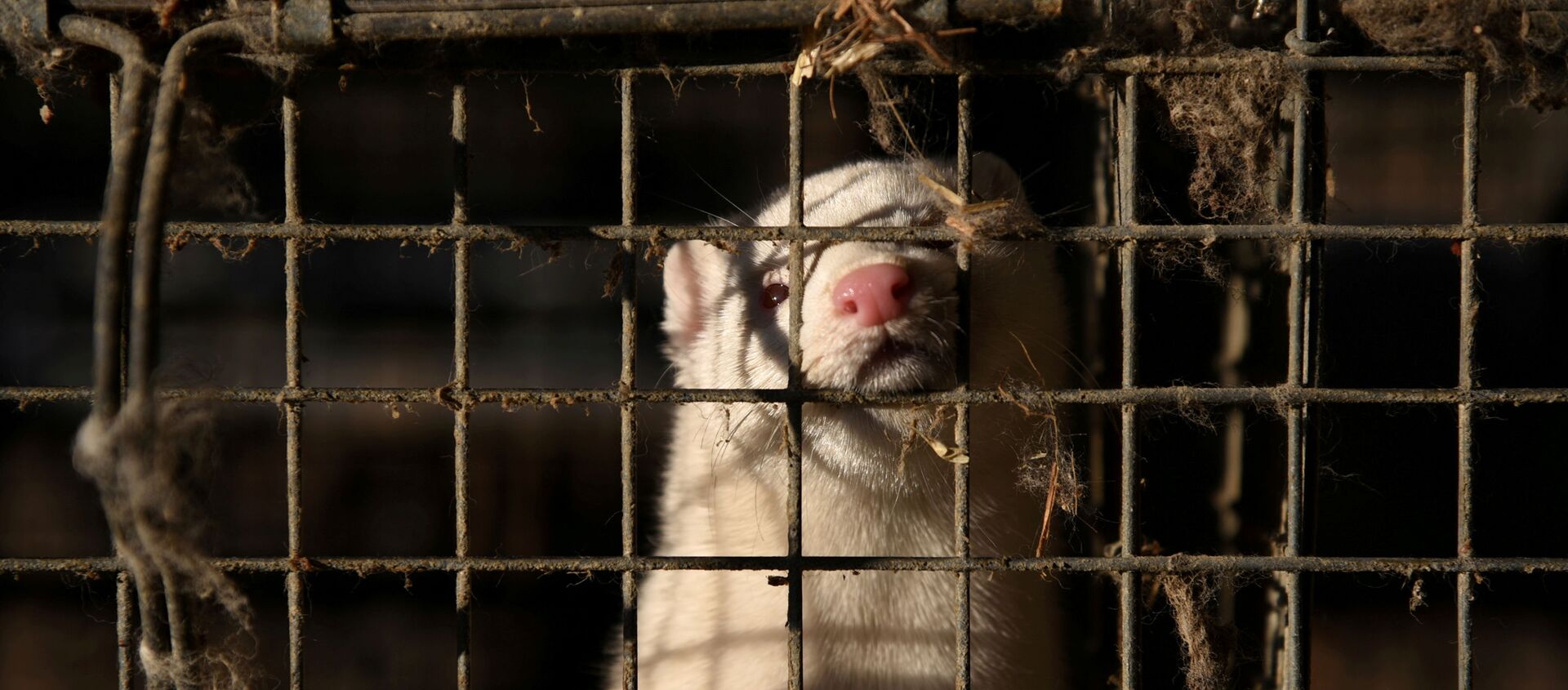  A mink is seen at the farm of the representative of the Panhellenic association of fur animal breeders Konstantinos Chionos in the village of Mikrokastro, Greece, November 14, 2020 - Sputnik International, 1920, 28.12.2020