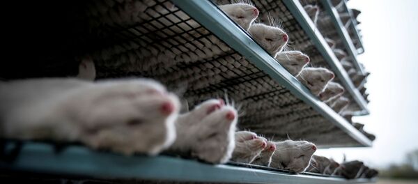 Culled mink are seen at the farm of Henrik Nordgaard Hansen and Ann-Mona Kulsoe Larsen near Naestved, Denmark, November 6, 2020 - Sputnik International