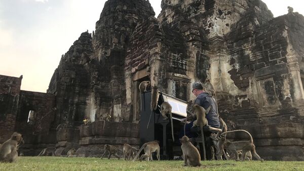 British musician Paul Barton plays the piano for monkeys that occupy abandoned historical areas in Lopburi, Thailand November 21 2020. Picture taken November 21, 2020. - Sputnik International