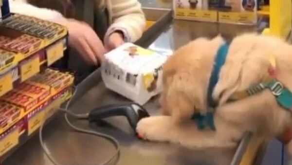 Puppy in a shop - Sputnik International
