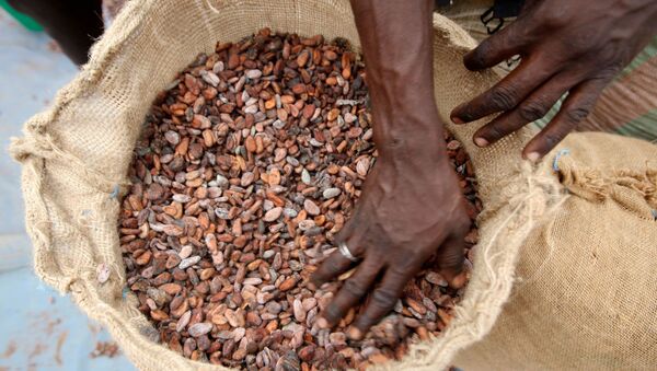 A man prepares cocoa beans for sale in Daloa, Ivory Coast, April 24, 2012. REUTERS/ Thierry Gouegnon/File Photo - Sputnik International