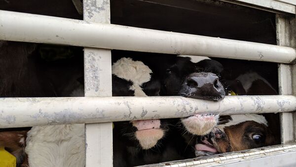 Calves being exported through the English port of Ramsgate - Sputnik International
