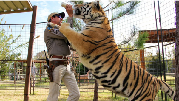 Volunteer Mauled by Tiger at Sanctuary Belonging to Carole Baskin of 'Tiger King' Volunteer Mauled by Tiger at Sanctuary Belonging to Carole Baskin of 'Tiger King' - Sputnik International