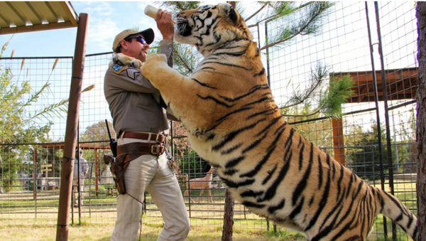 Joe Exotic feeds a tiger.  - Sputnik International