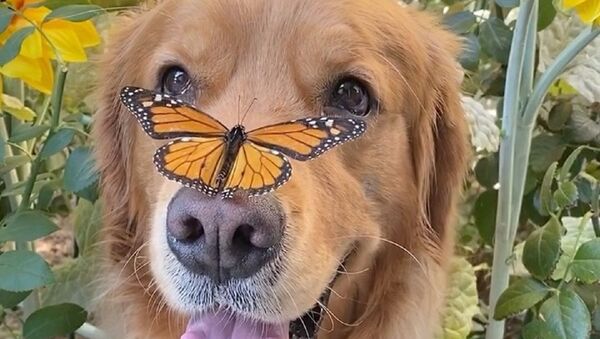 There's no surer sign of true friendship than when a butterfly feels it can give its doggy chum a boop on his snout. - Sputnik International