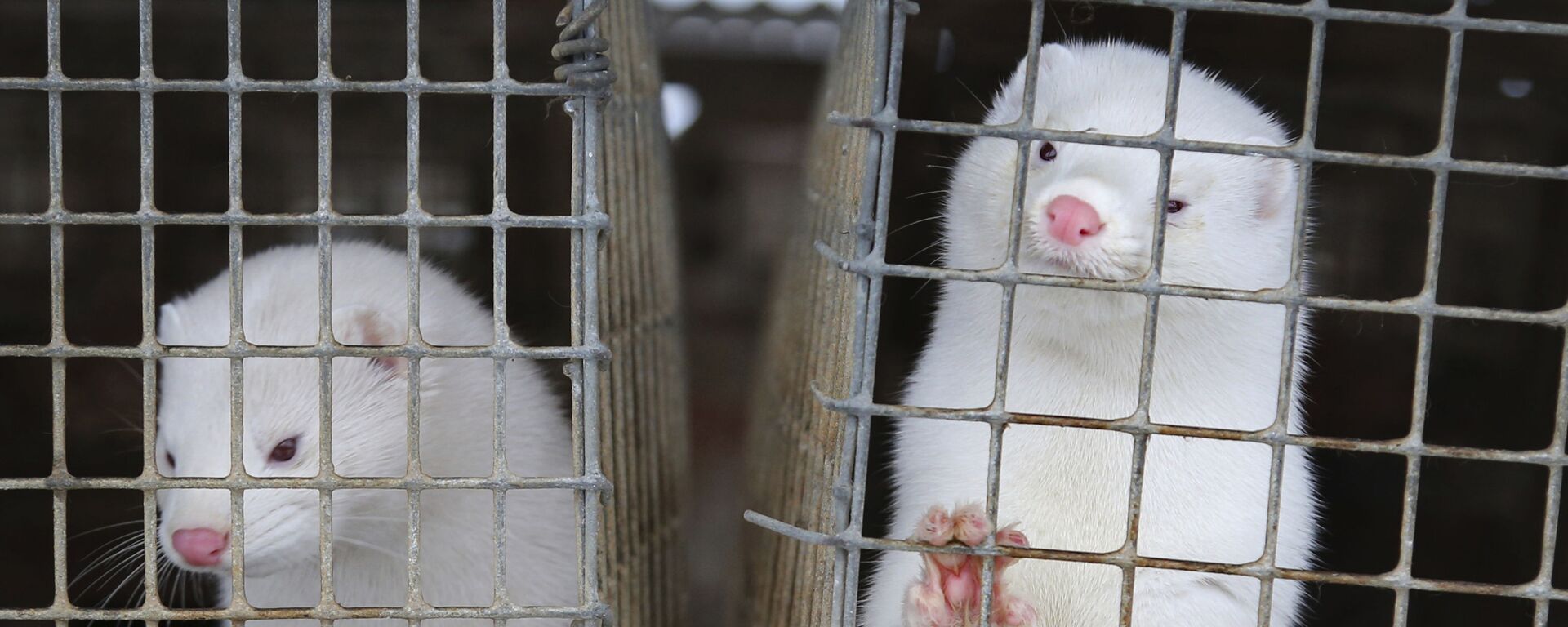 In this Dec. 6, 2012, file photo, minks look out of a cage at a fur farm in the village of Litusovo, northeast of Minsk, Belarus - Sputnik International, 1920, 22.09.2021