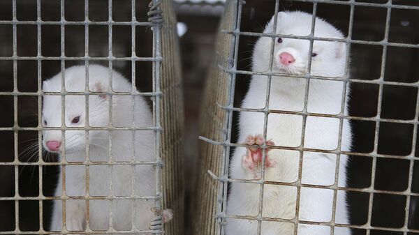 In this Dec. 6, 2012, file photo, minks look out of a cage at a fur farm in the village of Litusovo, northeast of Minsk, Belarus - Sputnik International
