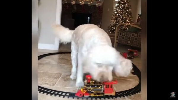 A goldendoodle is seen barking incessantly at a toy train its owner apparently brought as a Christmas present for his child - Sputnik International