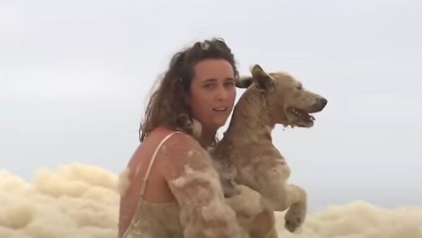 Woman rescues dog from seafoam along Australia's coast  - Sputnik International