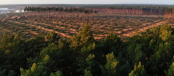 A view of the Tesla Gigafactory construction site in Gruenheide near Berlin, Germany, December 8, 2020. REUTERS/Hannibal Hanschke A view of the Tesla Gigafactory construction site in Gruenheide near Berlin, Germany, December 8, 2020. REUTERS/Hannibal Hanschke - Sputnik International