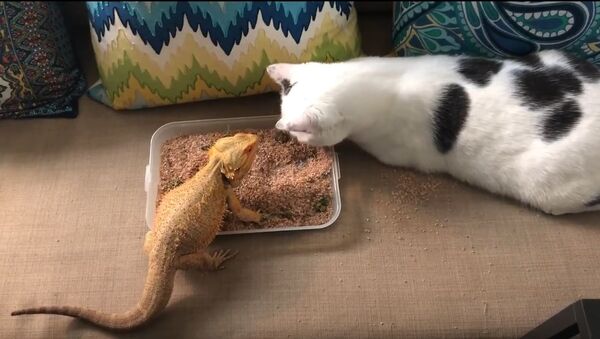 Kitty Assists Bearded Dragon to Eat Mealworms in Breakfast - Sputnik International