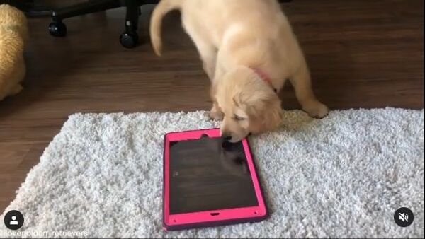 A tablet is one of the most precious commodities, especially in a time of working from home - but this is also the case for golden retriever puppies. - Sputnik International
