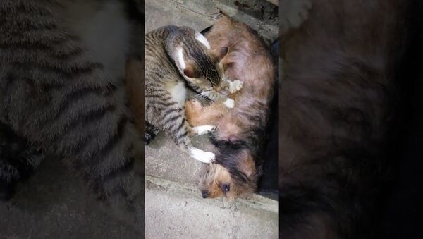 Mama Dog Enjoys Friendly Massage From Rescue Cat Best Friend || ViralHog - Sputnik International