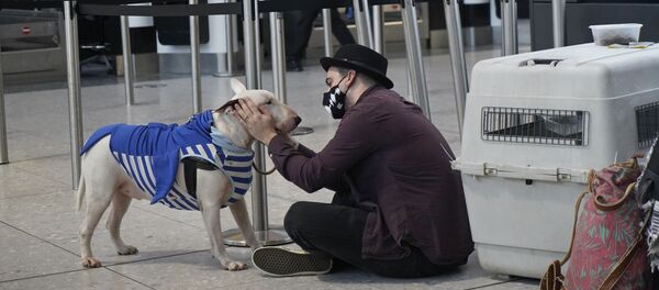 Турист с собакой в терминале 2 аэропорта Хитроу в Лондоне, Великобритания Турист с собакой в терминале 2 аэропорта Хитроу в Лондоне, Великобритания - Sputnik International