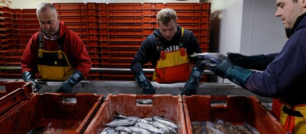 Fishermen sort fishes aboard the Boulogne-sur-Mer based trawler Nicolas Jeremy in the North Sea, off the coast of northern France, December 7, 2020.  - Sputnik International