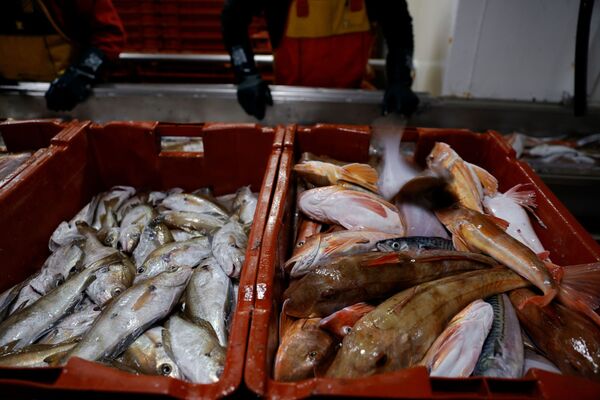 We Fish You a Merry Christmas: UK-EU Brexit Trade Deal is Done We Fish You a Merry Christmas: UK-EU Brexit Trade Deal is Done - Sputnik International