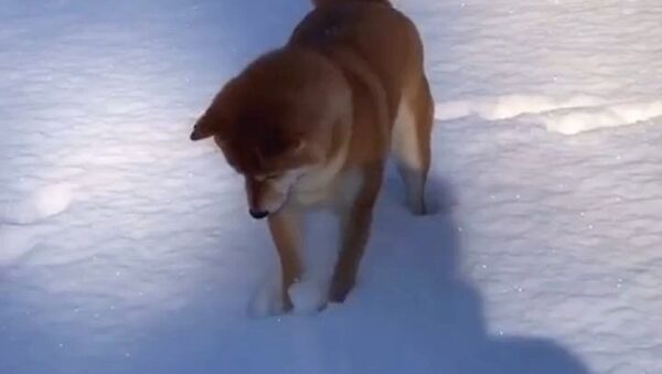 Snow dog - Sputnik International
