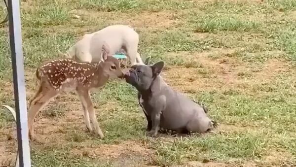Oh, Deer! Watch Who is Bambi's Secret Lover - Sputnik International