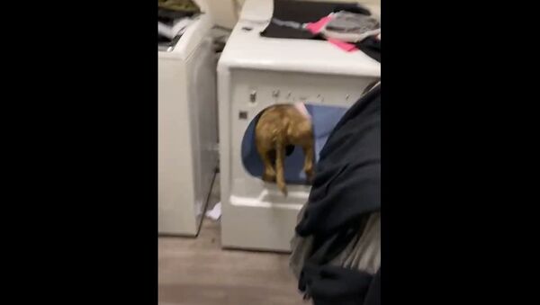 Dog  Finds Quantum of Solace in Clothes Dryer - Sputnik International