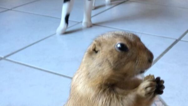Breakfast For One: Prairie Dog Doesn't Want to Share With Cat - Sputnik International