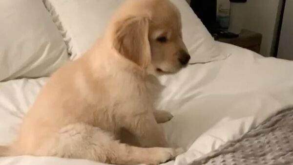 'Who's There?': Golden Retriever Puppy Plays Hide the Hand - Sputnik International