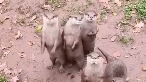 How Satisfying to Behold a Bunch of Otters Jumping With Joy at the Sight of Food  - Sputnik International
