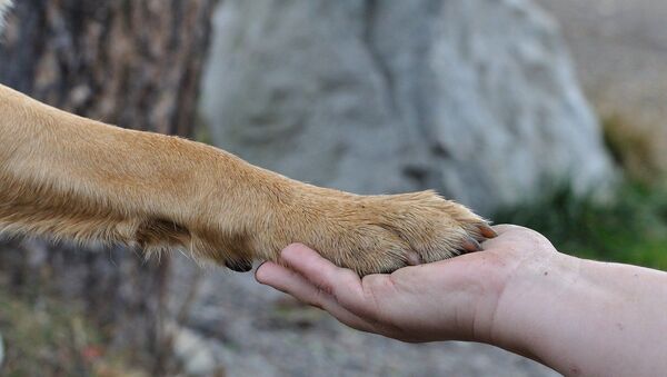 a dog paw - Sputnik International