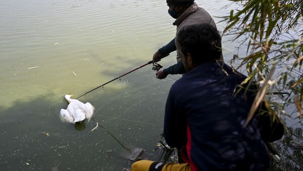 A caretaker prepares to collect a dead goose from the waters of Sanjay Lake in New Delhi on January 10, 2021 - Sputnik International