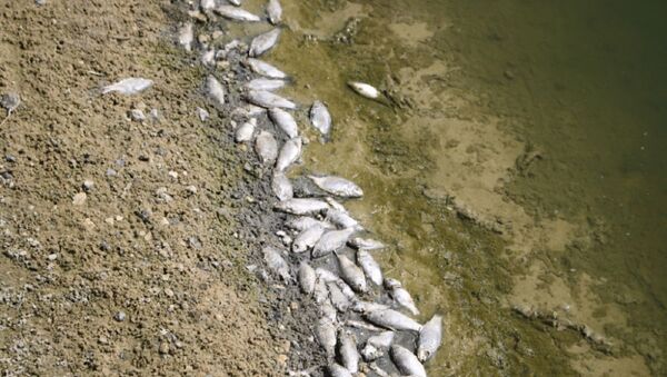 Dead fish in the Mechetka river - Sputnik International
