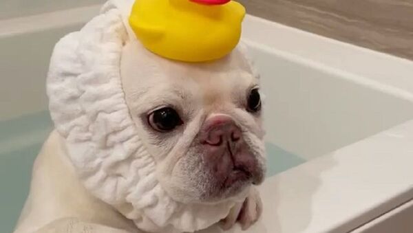 Bath time with my ducky. - Sputnik International