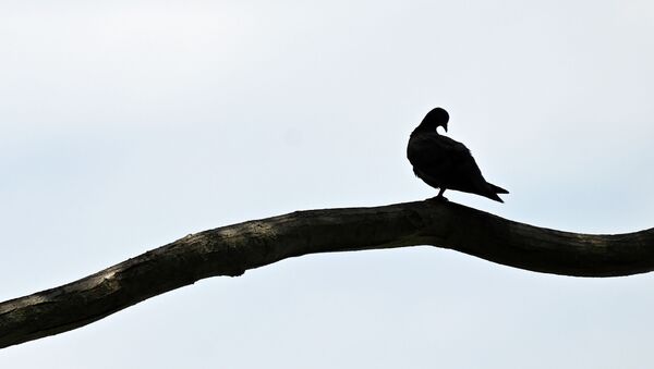 A pigeon sits on a tree branch next to a beach in Singapore on 16 October 2020. - Sputnik International