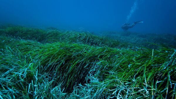 A picture from the University of Barcelona shows the underwater view of a meadow of Posidonia Oceanica seagrass in the Mediterranean Sea. - Sputnik International