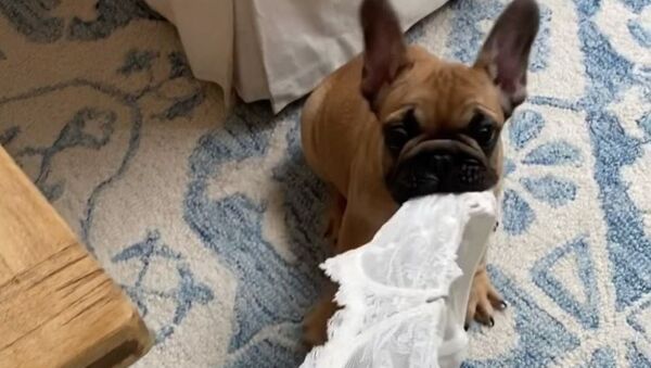Cute little french bulldog steals owner's lingerie - Sputnik International