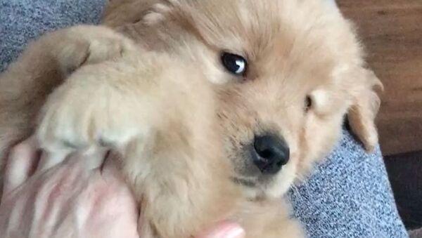 Snuggle Time: Golden Retriever Puppy Gets Some Serious Love - Sputnik International