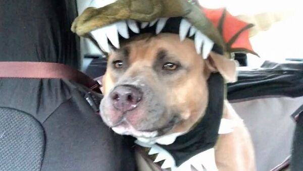 Well, I don’t know about you, but I actually have to dress my pit bull up in a costume to make him look like a MOnster - Sputnik International