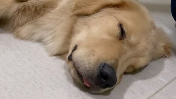 Dog - Sputnik International