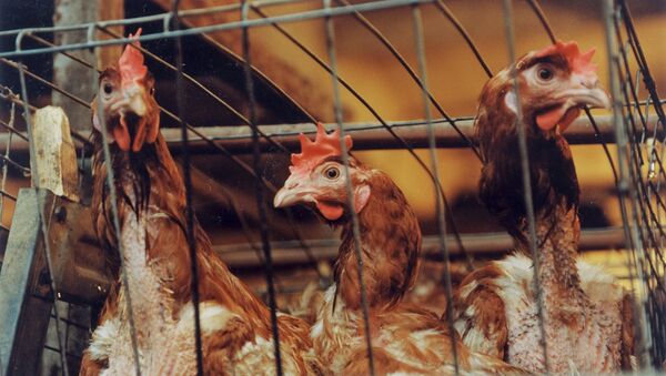 Chickens in one of the poultry farms. - Sputnik International
