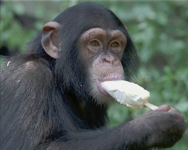 A monkey at Hannover Zoo eats an ice cream.  - Sputnik International