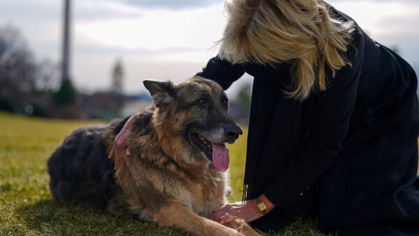 U.S. First Lady Jill Biden pets one of the family dogs, Champ, after his arrival from Delaware at the White House in Washington, U.S. January 24, 2021. - Sputnik International