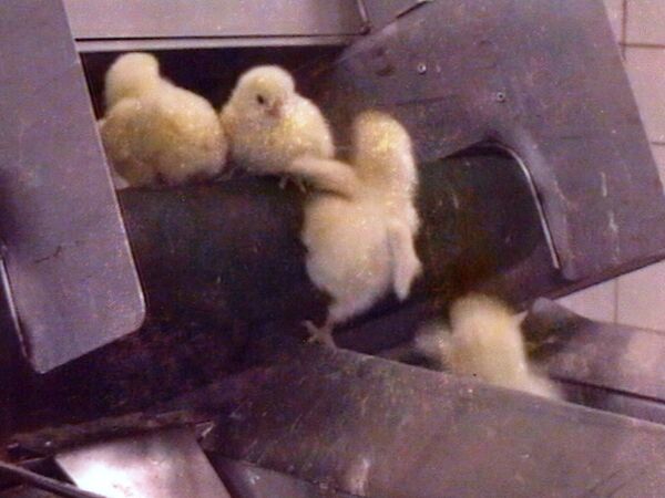 Animal Welfare Charities Say Germany’s Ban on Culling Live Male Chicks Does Not Go Far Enough Animal Welfare Charities Say Germany’s Ban on Culling Live Male Chicks Does Not Go Far Enough - Sputnik International