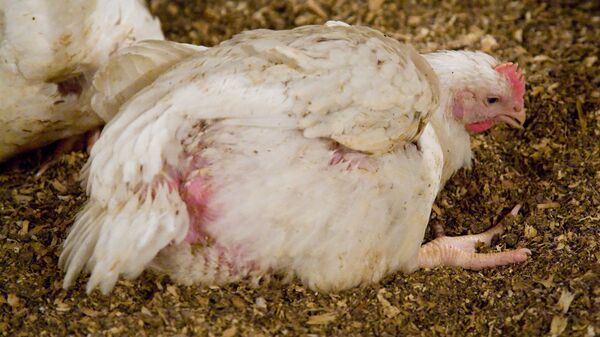 A broiler chicken, the product of intensive breeding, struggles to stand up - Sputnik International
