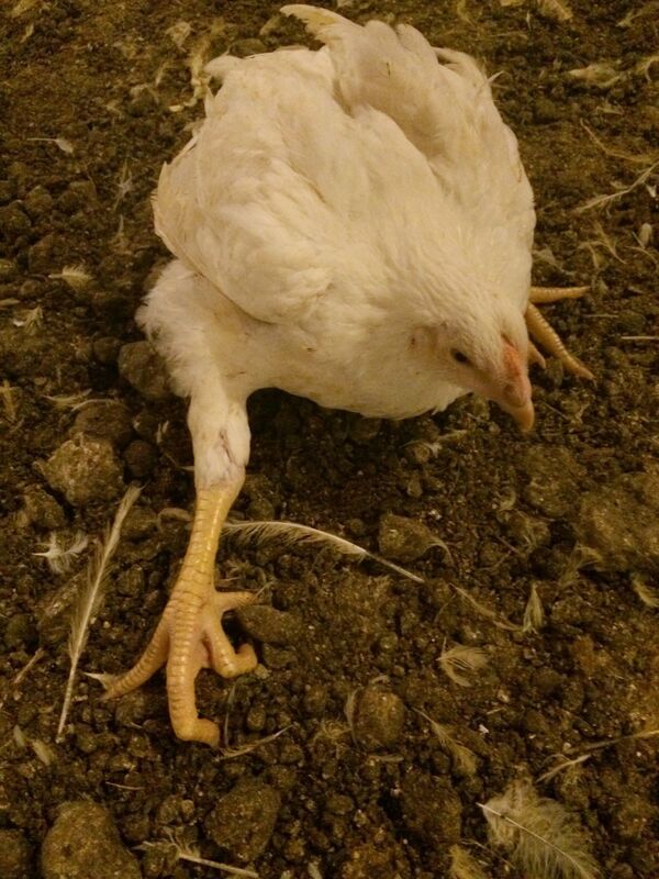 Animal Welfare Charities Say Germany’s Ban on Culling Live Male Chicks Does Not Go Far Enough Animal Welfare Charities Say Germany’s Ban on Culling Live Male Chicks Does Not Go Far Enough - Sputnik International