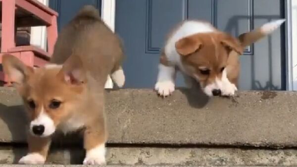 Corgi - Sputnik International