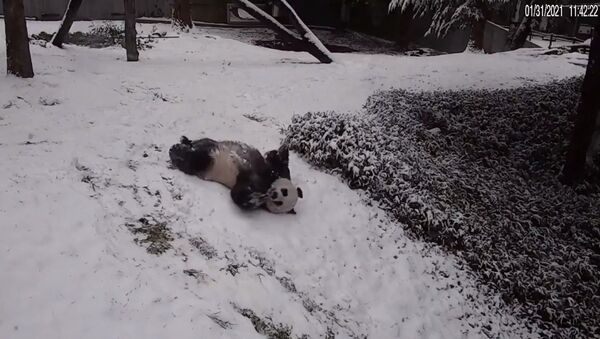 Panda enjoy snowy day at US Smithsonian’s National Zoo on February 1, 2021 - Sputnik International